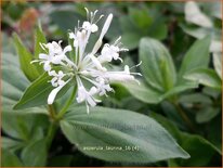 Asperula taurina