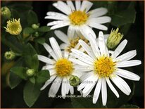 Aster ageratoides 'Ashvi'