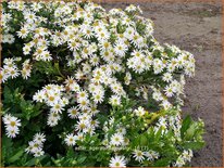 Aster ageratoides 'Ashvi'