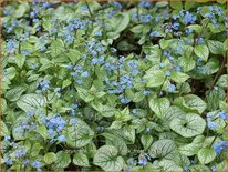 Brunnera macrophylla 'Jack Frost'