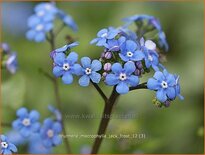 Brunnera macrophylla 'Jack Frost'