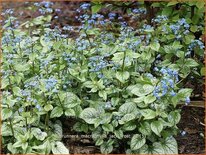 Brunnera macrophylla 'Jack Frost'