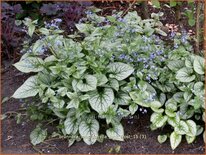 Brunnera macrophylla 'Jack Frost'