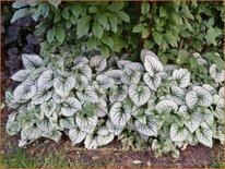 Brunnera macrophylla 'Jack Frost'
