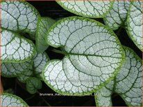 Brunnera macrophylla 'Silver Heart'