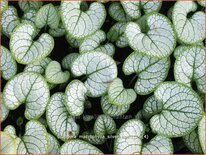 Brunnera macrophylla 'Silver Heart'
