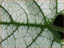 Brunnera macrophylla 'Silver Heart'