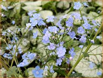 Brunnera macrophylla 'Silver Heart'