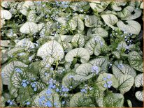 Brunnera macrophylla 'Silver Heart'