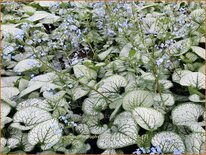 Brunnera macrophylla 'Silver Heart'