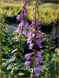 Campanula rapunculoides