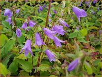 Campanula rapunculoides