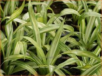 Carex siderosticta 'Shiro'