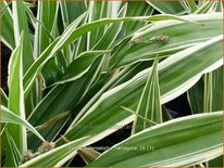 Carex siderosticta 'Variegata'