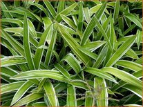 Carex siderosticta 'Variegata'