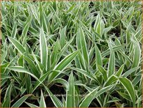 Carex siderosticta 'Variegata'