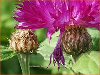 Centaurea dealbata 'Steenbergii'
