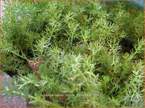 Chamaemelum nobile 'Treneague'