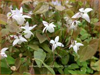 Epimedium youngianum 'Niveum'