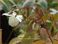 Epimedium youngianum 'Niveum'