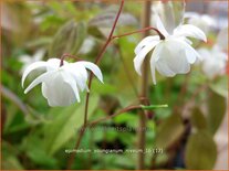 Epimedium youngianum 'Niveum'
