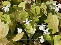 Epimedium youngianum 'Niveum'
