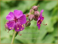 Geranium macrorrhizum 'Czakor'