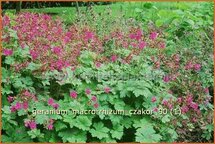 Geranium macrorrhizum 'Czakor'