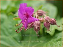 Geranium macrorrhizum 'Czakor'