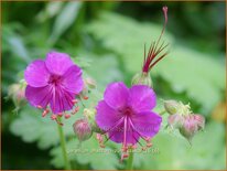 Geranium macrorrhizum 'Czakor'