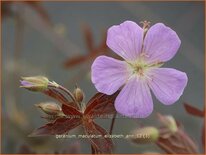 Geranium maculatum 'Elizabeth Ann'
