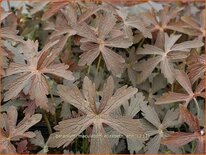 Geranium maculatum 'Elizabeth Ann'