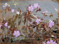 Geranium maculatum 'Elizabeth Ann'