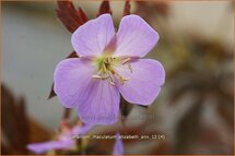 Geranium maculatum 'Elizabeth Ann'