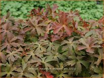 Geranium maculatum 'Elizabeth Ann'