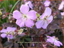 Geranium maculatum 'Elizabeth Ann'