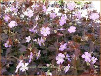 Geranium maculatum 'Elizabeth Ann'