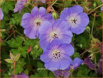 Geranium 'Rozanne'