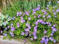 Geranium 'Rozanne'