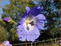 Geranium 'Rozanne'