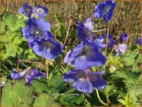 Geranium 'Rozanne'