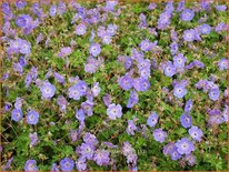 Geranium 'Rozanne'