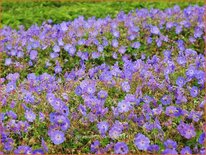 Geranium 'Rozanne'