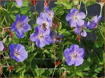 Geranium 'Rozanne'