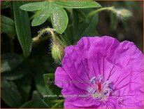 Geranium sanguineum 'Elsbeth'