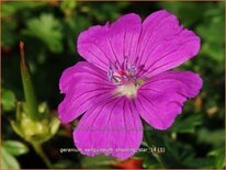 Geranium sanguineum 'Shooting Star'