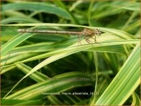 Hakonechloa macra 'Albostriata'