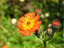 Hieracium aurantiacum