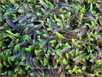 Leptinella squalida 'Platts Black'