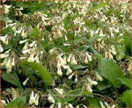 Symphytum grandiflorum